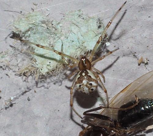 Latrodectus geometricus